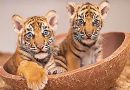 Dua Harimau Sumatera di Fort Worth, Simbol Persahabatan Indonesia–Amerika Serikat