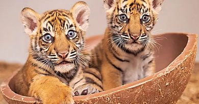 Dua Harimau Sumatera di Fort Worth, Simbol Persahabatan Indonesia–Amerika Serikat