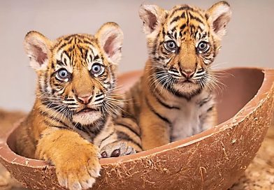 Dua Harimau Sumatera di Fort Worth, Simbol Persahabatan Indonesia–Amerika Serikat